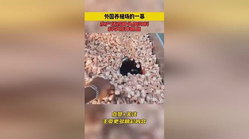 外國(guó)養(yǎng)殖場(chǎng)的一幕,水產(chǎn)場(chǎng)雞骨頭加飼料,科學(xué)營(yíng)養(yǎng)喂魚(yú)